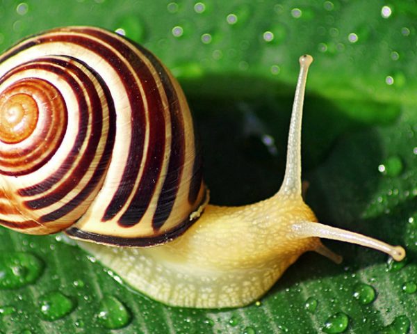 snail-shell